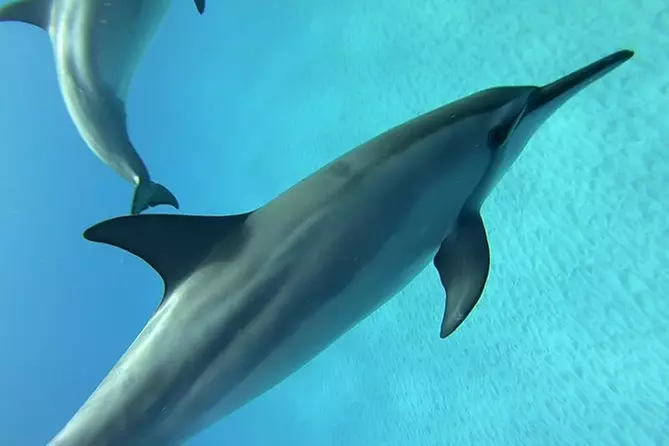 Dolphin Swim in Kona, Hawaii - Primary Image