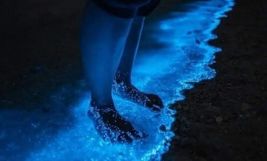 Image 2: Holbox Bioluminescence Private Tour by Golf Cart