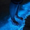 Image 2: Holbox Bioluminescence Private Tour by Golf Cart