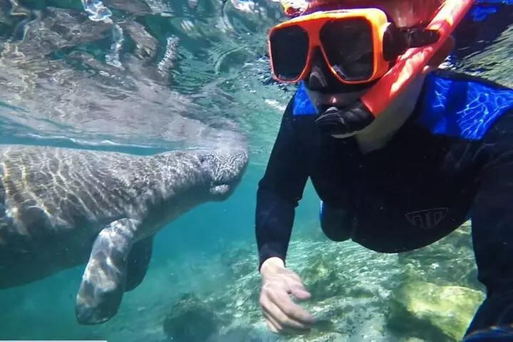 Private Manatee Tour for up to 10 - Second Medium