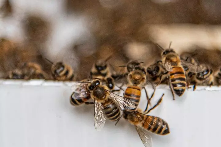 Private 2-Hour Beekeeping Classroom Tour in Honokaa