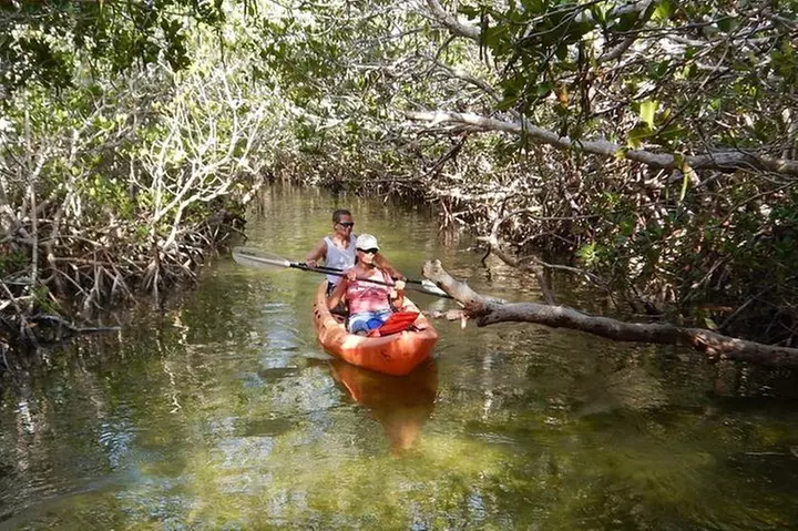 Explore Mangrove Creeks with an All Day SUP/single kayak Rental