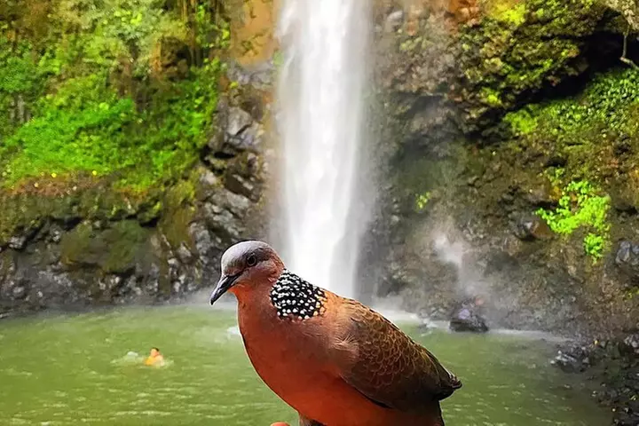 Kauai Adventure: Kayak & Hike to Secret Falls with Expert Guide