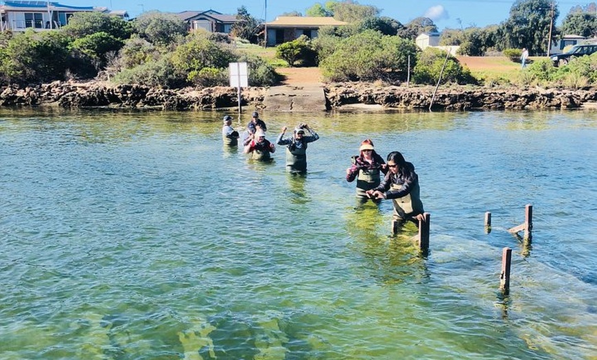 Image 9: Coffin Bay Oyster Farm & Tasting Tour