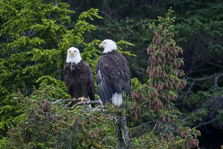 Columbia Glacier Cruise from Valdez