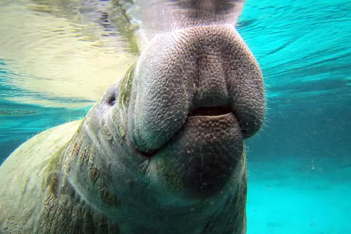 Private 'OG' Manatee Snorkel Tour with Guide for up to 10 people