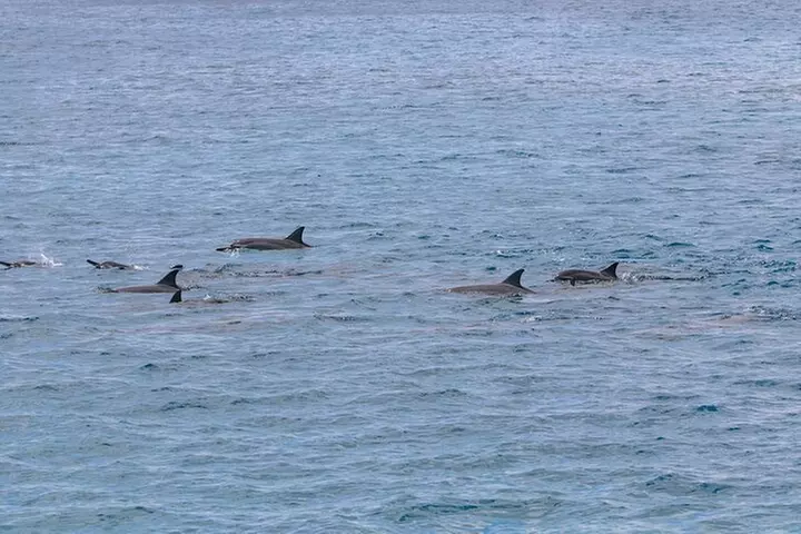 Waikiki Heritage and Diamond Head Wildlife Sail