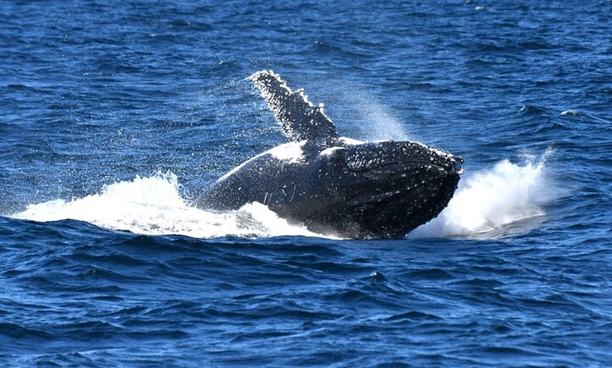 Image 6: Sea Cliff Bridge Tours with Whale Watching and Wine Tasting