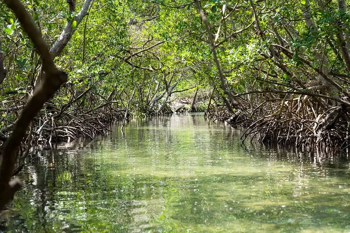 Sarasota Mangrove Tunnel Guided Kayak Adventure