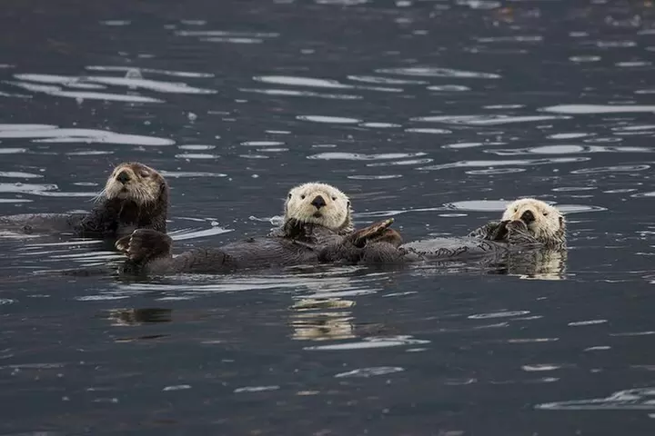 Meares Glacier Cruise Excursion from Valdez