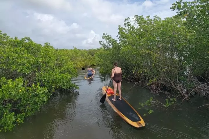 New Smyrna Dolphin and Manatee Kayak and SUP Adventure Tour