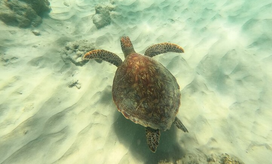 Image 43: Whitsundays Whitehaven Beach Tour: Beaches, Lookouts and Snorkel