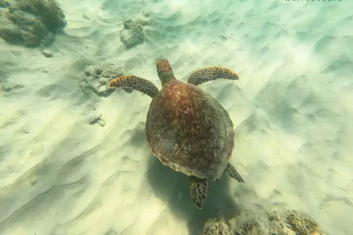 Whitehaven Beach Tour: 2 Options - All Day Beach Or Snorkel