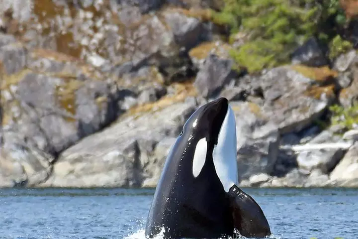 7 Hour Big Animal Encounter - Primary Image