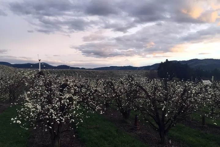 The Hood-Columbia Loop: Timberline, Orchards, and Waterfalls