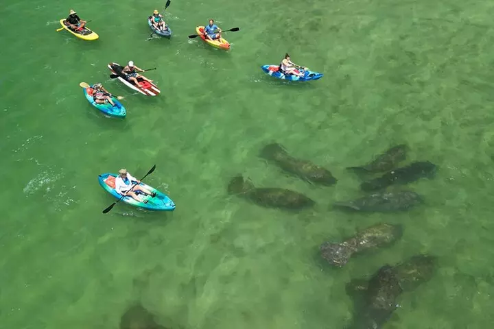 Dolphin and Manatee Adventure Tour of Naples with Florida History