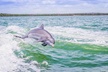 Marco Island Dolphin Sightseeing Tour - Second Medium