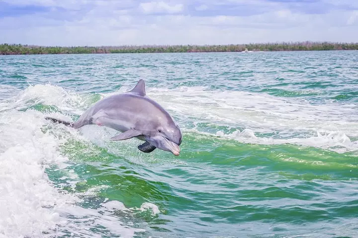 Marco Island Dolphin Sightseeing Tour