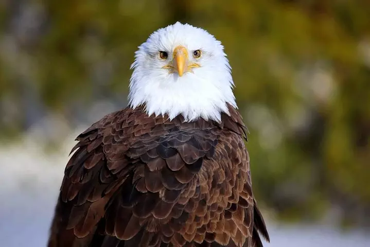 Central Florida Everglades Airboat Tour from Orlando with Pickup