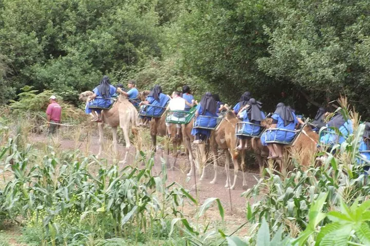 Paseo en camello en El Tanque, Tenerife