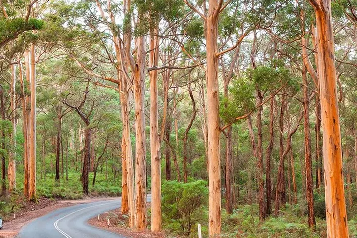 Secret Delights: Curated Wine, Coffee & Forest Experience