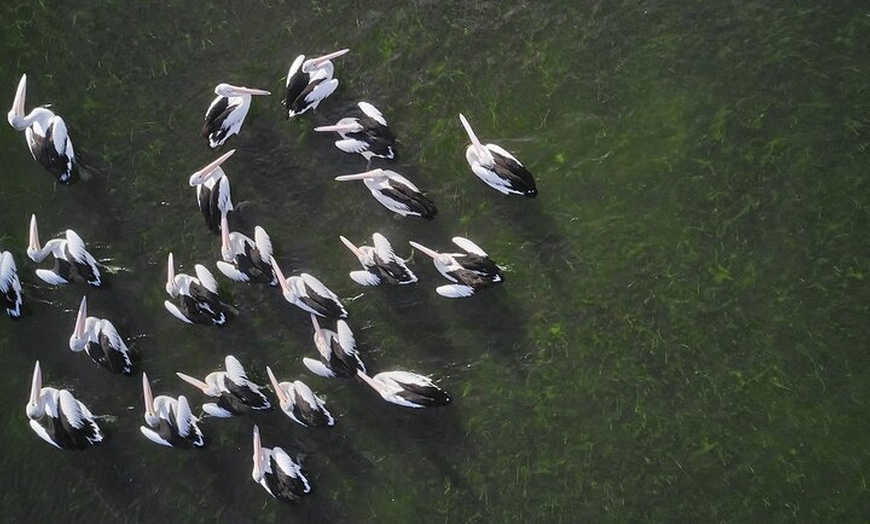 Image 7: Private Guided Birdwatching Tour in Banrock Station