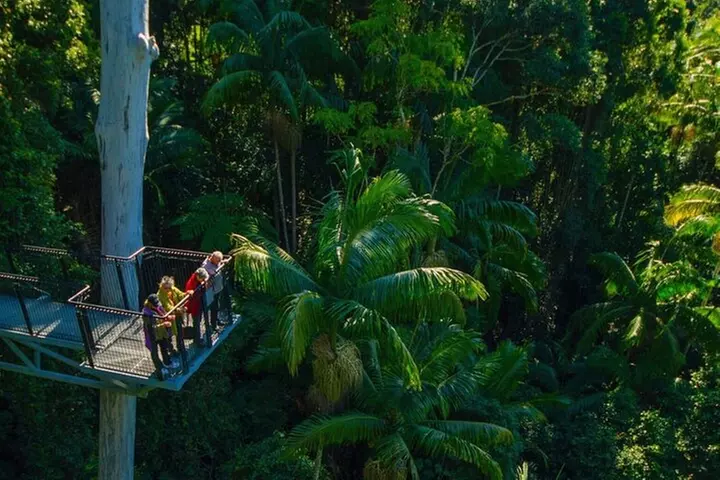 Tamborine Rainforest Skywalk + Hop on Hop off Bus from Gold Coast - Primary Image
