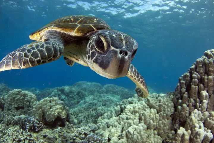 Morning Snorkel Sail from Lahaina Harbor - Primary Image