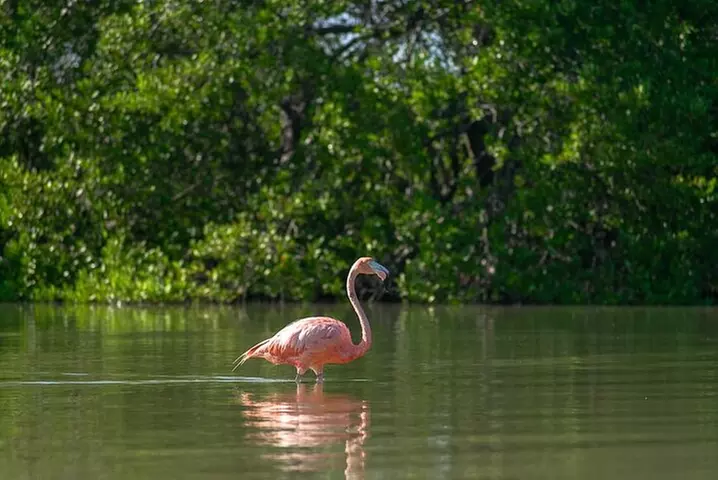 Mangroves Paddling tour - Second Medium