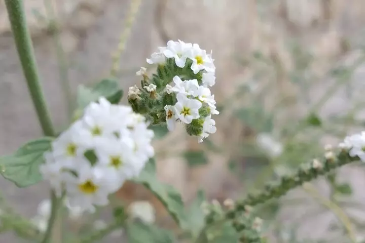 Talla de piedra en Cercedilla/Madrid
