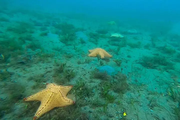2 ½ - Hour Guided Snorkel Tour of Phil Foster Park, Free Videos!