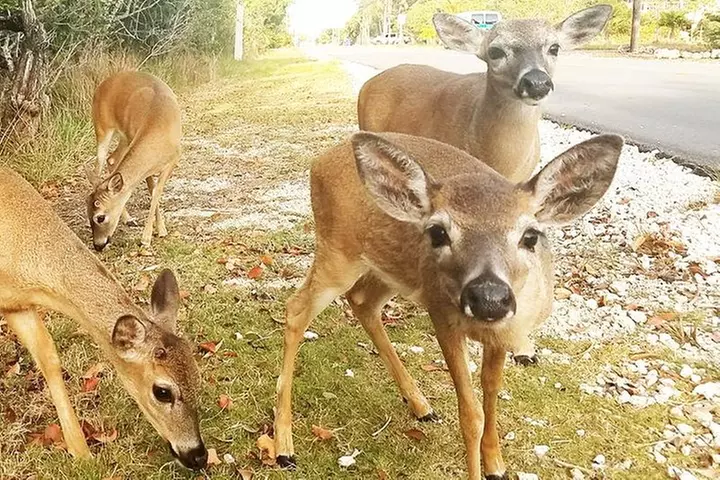 Florida Keys Nature & History Tour from Key West