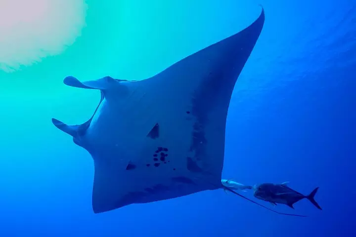 Kona's Best Manta Ray Night Snorkel Small Group Experience