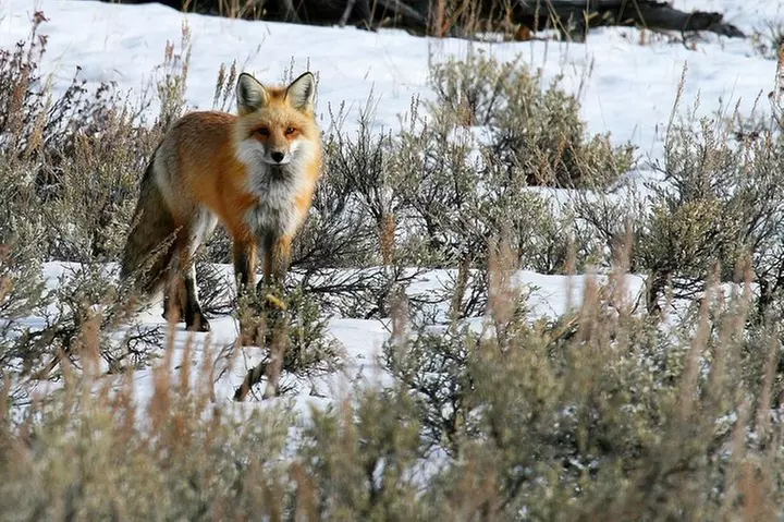 Wildlife & Wolf Private Tour with Lunch