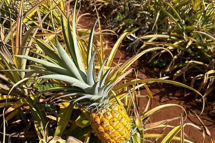 Diamond Head Hiking and Oahu Island Experience feat. North Shore