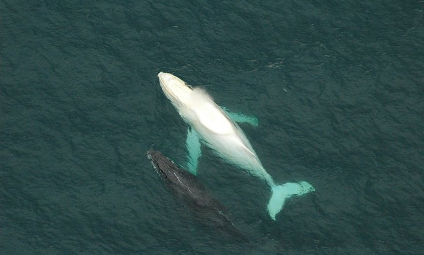 Image 2: Coffs Harbour Whale Watch Experience