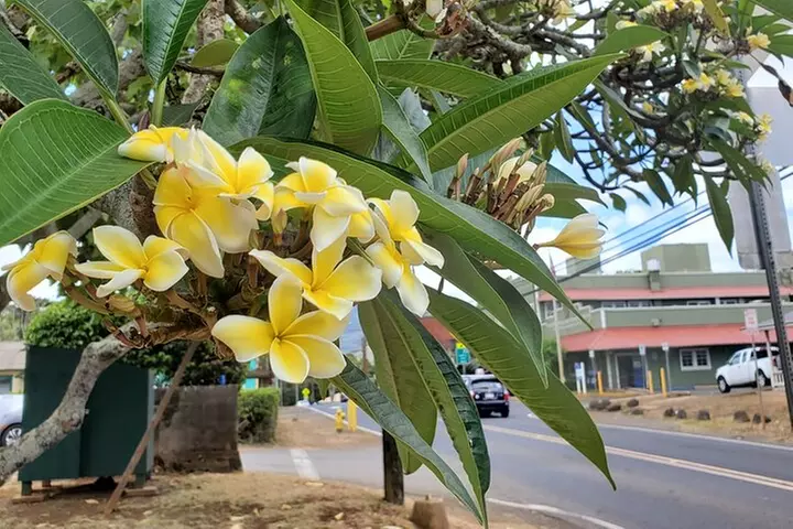 Round Trip North Shore Shuttle from Waikiki to Haleiwa Town / Halei...