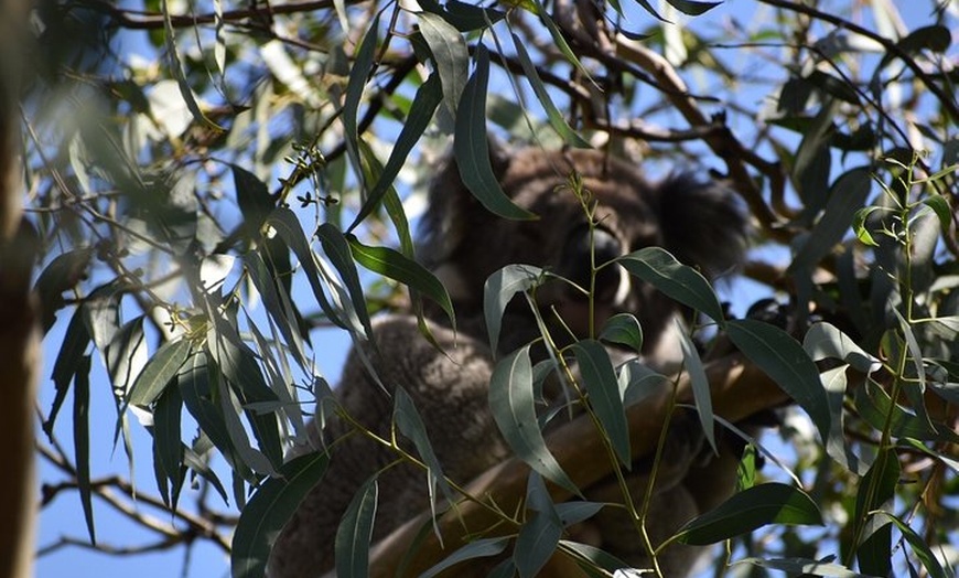 Image 12: Great Ocean Road Tour Plus Koalas, Forest Walk And Morning Tea.