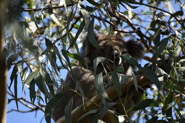 Great Ocean Road Tour Plus Koalas, Forest Walk And Morning Tea.