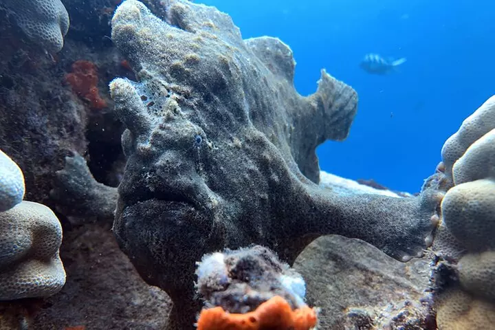 2 Tank West Side Scuba Dives (Certified Divers) - Primary Image