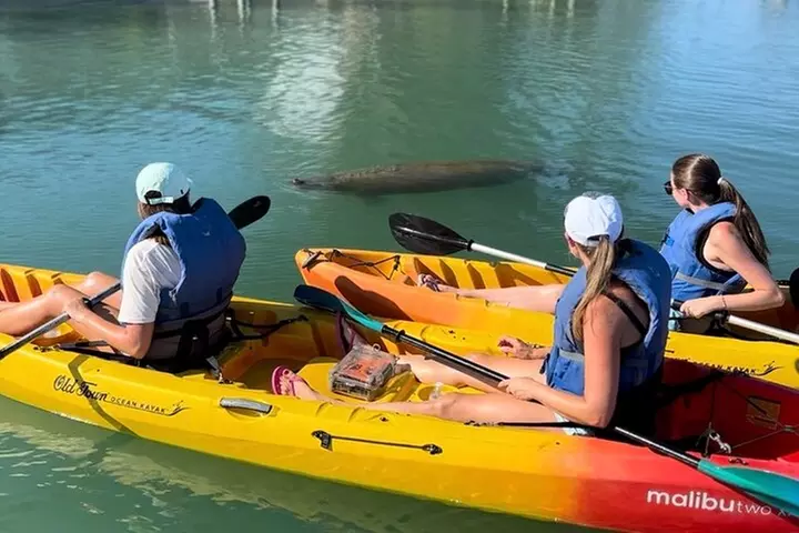 Manatee Discovery Anna Maria Island