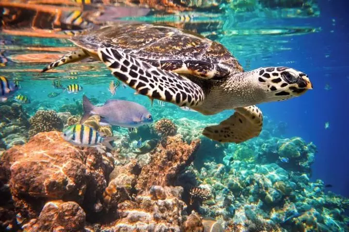 Akumal Turtles, Snorkel Tour from Cancun or Riviera Maya - Primary Image