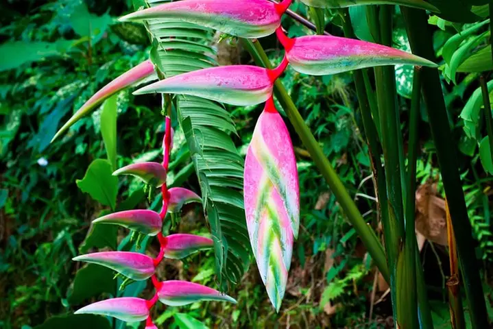 Waterfall, 1st Road to Hana, Chocolate Tour, Historical, Jungle