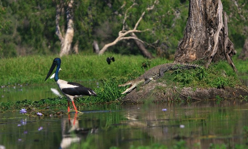 Image 1: Corroboree Billabong Wetland Cruises - 1.5 hour Morning cruise