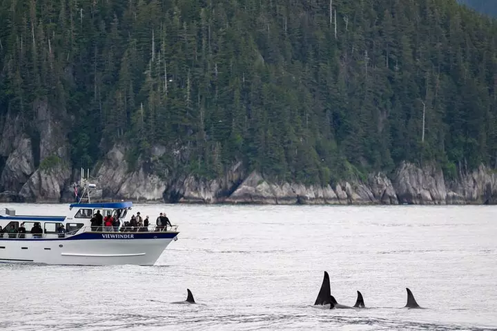 Full-Day Kenai Fjords National Park Northwestern Cruise