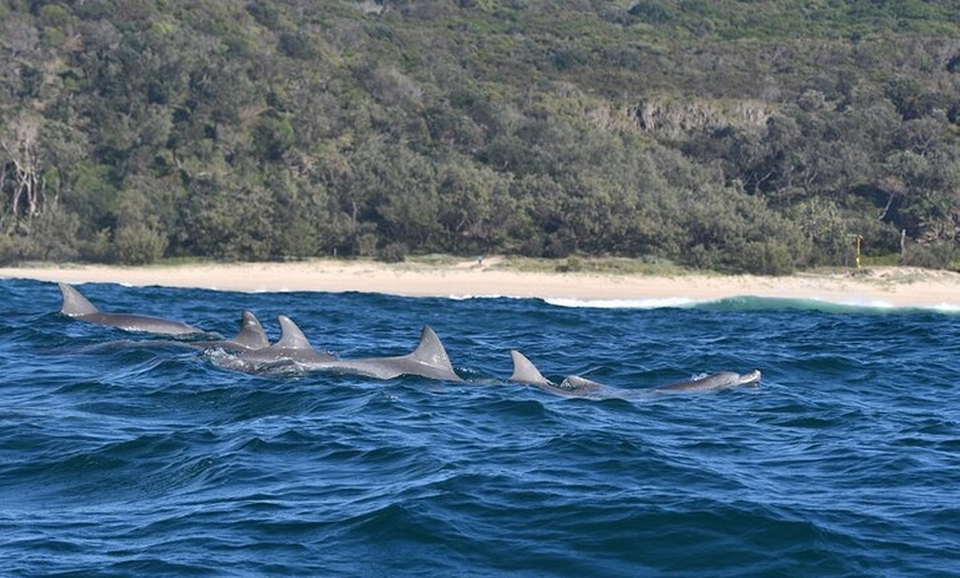 Image 7: Noosa Oceanrider Scenic Dolphin Safari