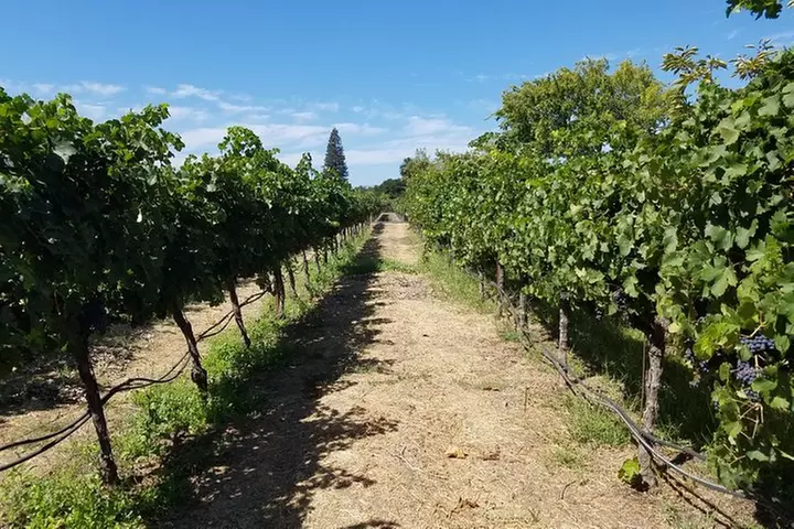 Private Full-Day Napa Wine Tour in a Luxury Vehicle