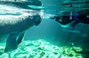 Private Manatee Tour for up to 10