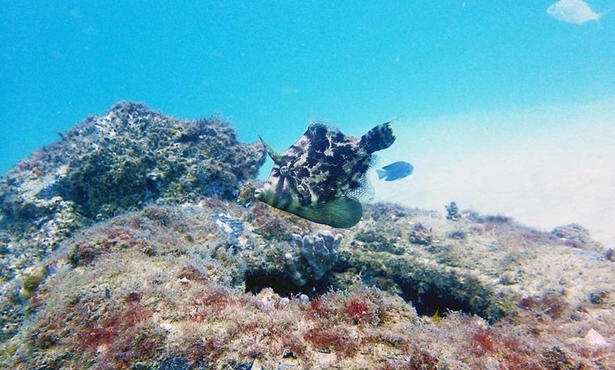 Image 4: Wave Break Island Snorkel Tour on the Gold Coast