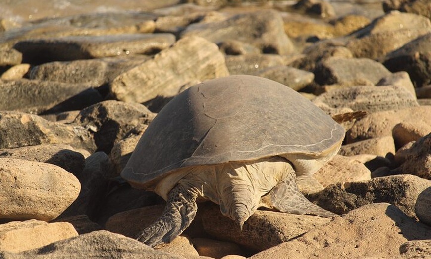 Image 8: Ningaloo Turtle Watching and Stargazing Tour